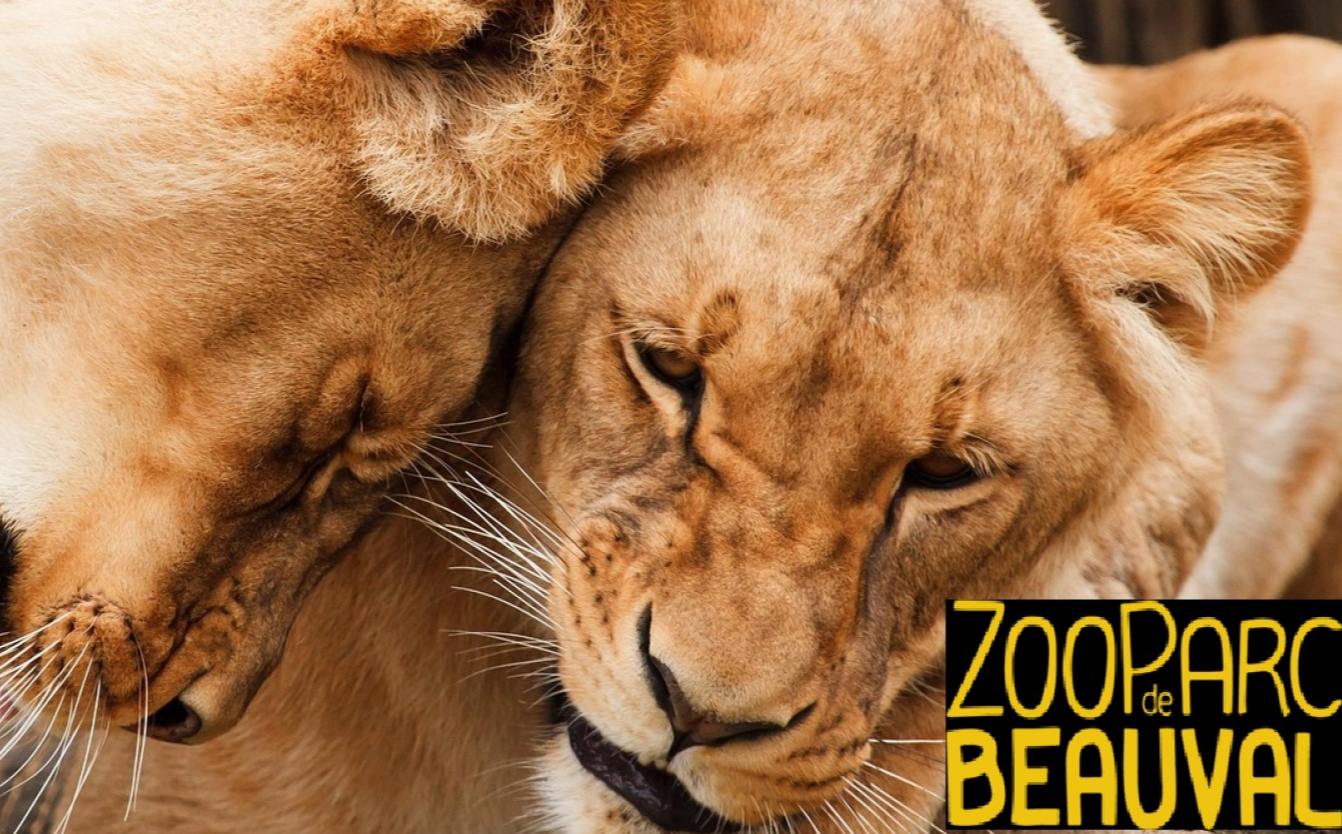 Du 22 au 24 Juin 2026 - Plongez dans l'univers fascinant du Zoo de Beauval