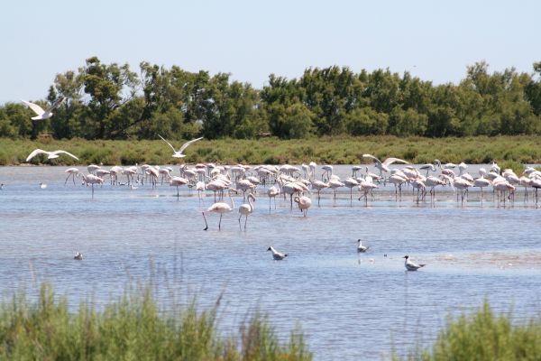 La Camargue avec SUDTOURISME