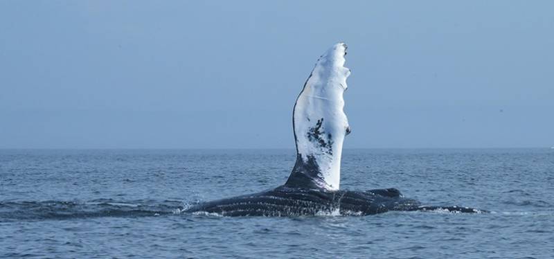 L'Authentique Canada